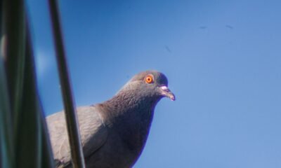 Pomba urbana com penas cinzentas, olhos vermelhos vibrantes e céu azul claro ao fundo.