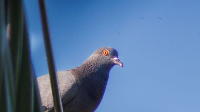 Pomba urbana com penas cinzentas, olhos vermelhos vibrantes e céu azul claro ao fundo.