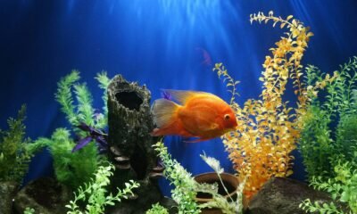 Peixes coloridos em aquário com plantas aquáticas vibrantes, decoração natural e ambiente aquático t.