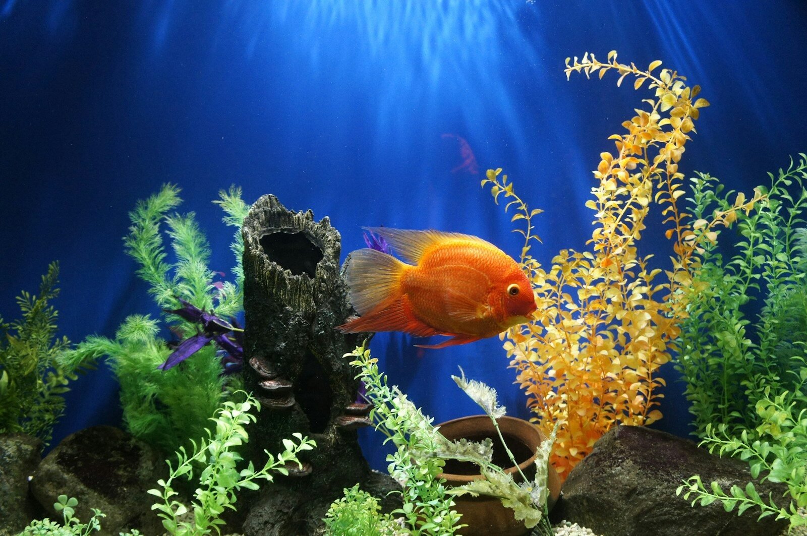 Peixes coloridos em aquário com plantas aquáticas vibrantes, decoração natural e ambiente aquático t.
