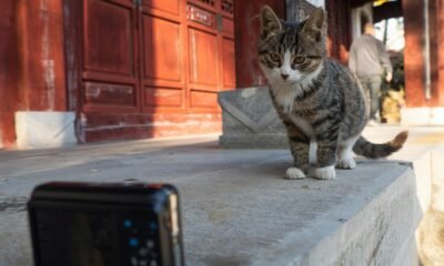 Gato observando câmera em ambiente com arquitetura tradicional chinesa.