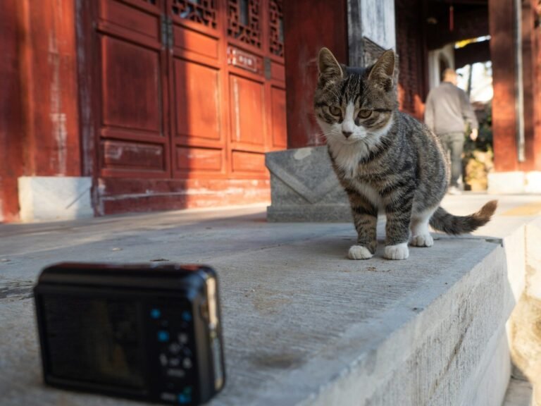 Gato observando câmera em ambiente com arquitetura tradicional chinesa.